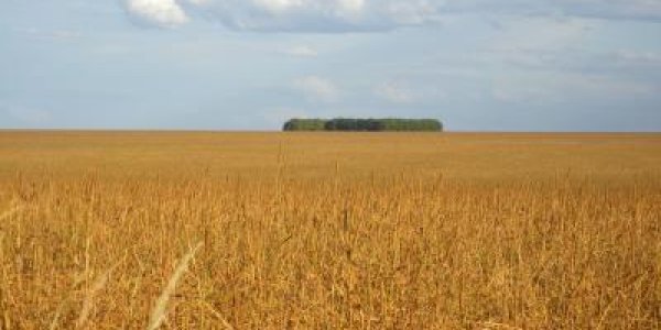 Untangling Brazil's Controversial New Forest Code