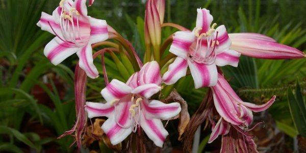 Miracle Cure Of The Week: Daffodils May Fix Depression