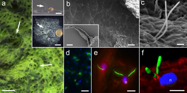 Sneezing Sponges! Did They Evolve Noses?