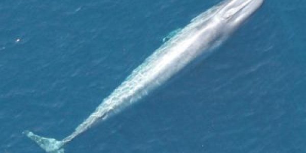 California Blue Whales Rebound