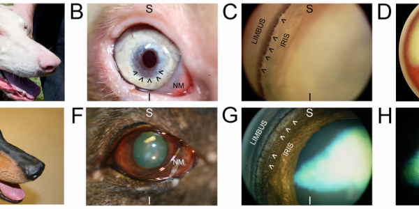 Albino Genetic Mutation In Doberman Pinschers Identified - And What It Means For Humans