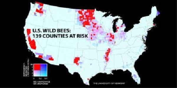 Wild Bees Must Be In Decline, Says Computer Estimate
