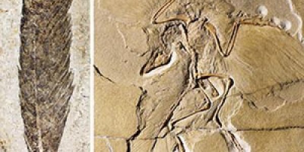 How To Determine The Color Of The Ancient Archaeopteryx Wing