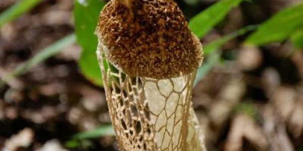 Diversity Police - A Fungus In Nature Too