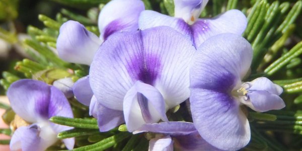 Citizen Scientists Discover New Blue-flowered Legumes