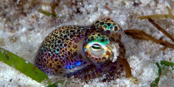 It Takes Two: How Mutualisms Evolve In A World Of Selfish Genes