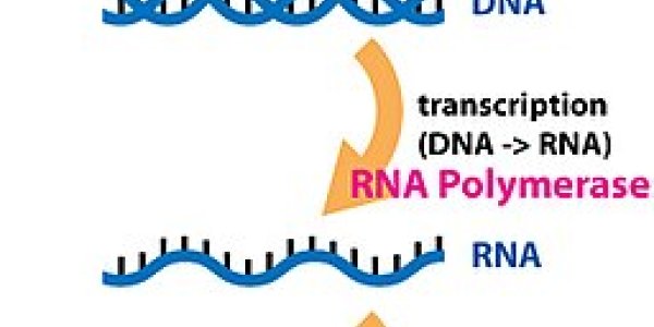 Gene Patents: Justice Scalia Dissents On High School Science