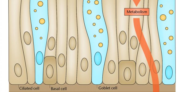 Human Respiratory Tissue Model For Toxicity Of Inhaled Pollutants
