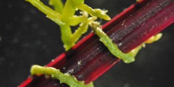 Plants Use Newly Discovered Language To Communicate?