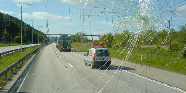Brown-Headed Cowbirds And The Not-So-Great Escape