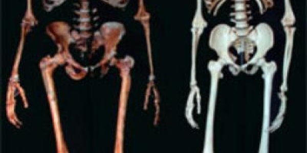 The Neanderthal In Modern Europeans