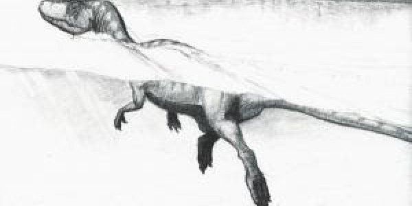 Fossil tracks suggest dinosaurs could swim