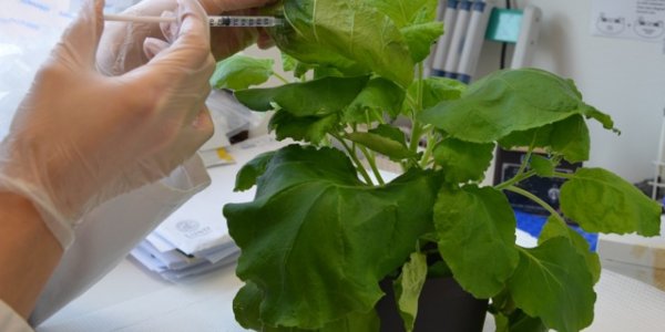 GMO Tobacco Discovery Could Lead To Safer Insecticides