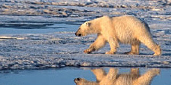 Rare Grizzly - Polar Bear Hybrid Hunted