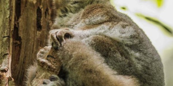 Lemurs Like To Make An Informative Visit To The  Bathroom