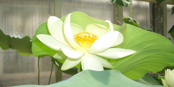 Goddess of Wealth  Laxmi in Indian mythology requires lotus flowers which grows in water