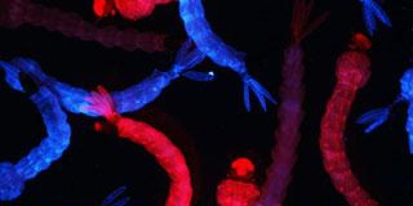 CRISPR-Cas9 Edit Technique For Mosquito That Transmits Chikungunya Yellow Fever