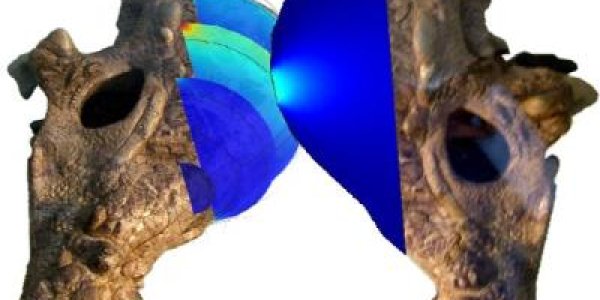 Courtship Combat In Pachycephalosaurs