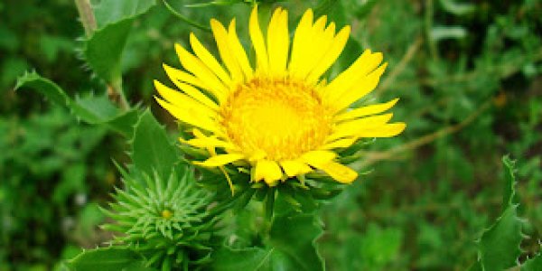 Simon Baron-Cohen, Empathizing, Systemizing, And Wondering: What's My Q?