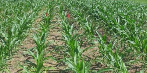 No-Till Soil Organic Carbon Sequestration Claims Questioned
