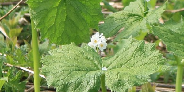 Fish, Flowers and Diving Goggles