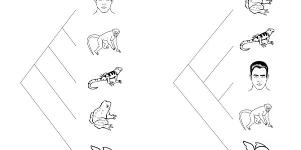 'Missing Link' Stories - Scientists Need To Choose Metaphors Wisely