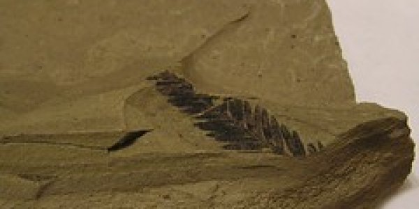 Eocene Fish, Flowers and other Fauna of the Princeton Area