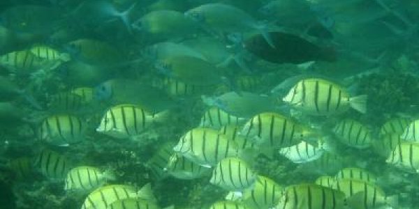 Tropical Fish Are Like Locusts, But For Kelp