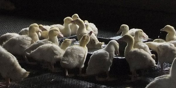 Politics Is Quacked: How To Win Friends And Influence Ducklings