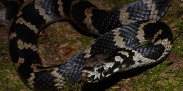 Why I Love Surrounding Myself With Venomous Critters