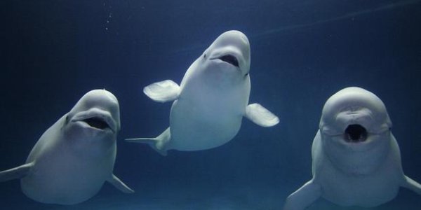 Do Dolphins And Whales Experience Pleasure?