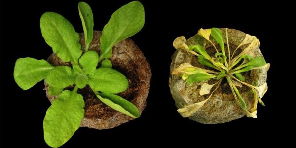 Arabidopsis Molecular Decoys Trick Pathogens
