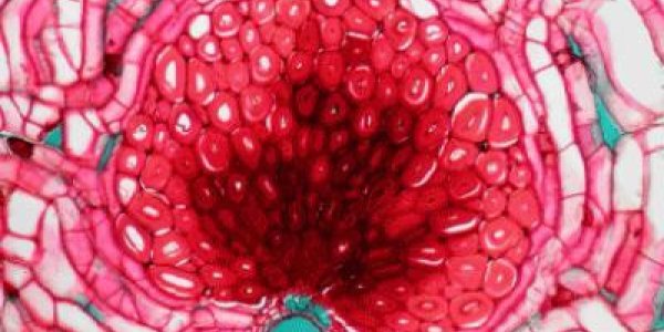 The Palm Tree Of Eternal Life?