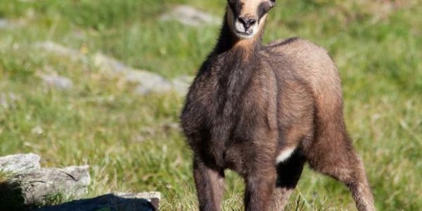 Hunters Unite: Global Warming Implicated In Animal Size