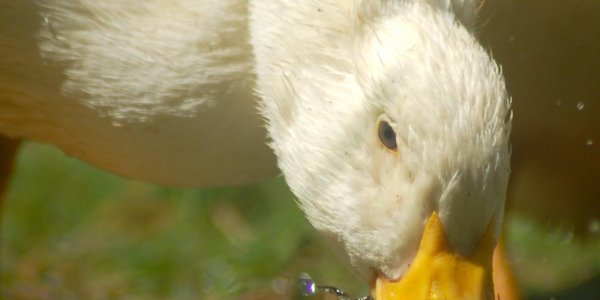 Are You Feeling Ducky, Punk?