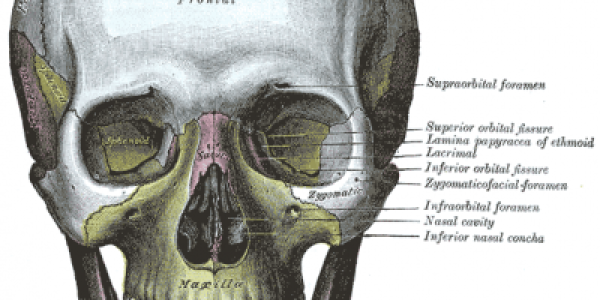 The Making Of Gray's Anatomy (The One That Isn't The TV Show)