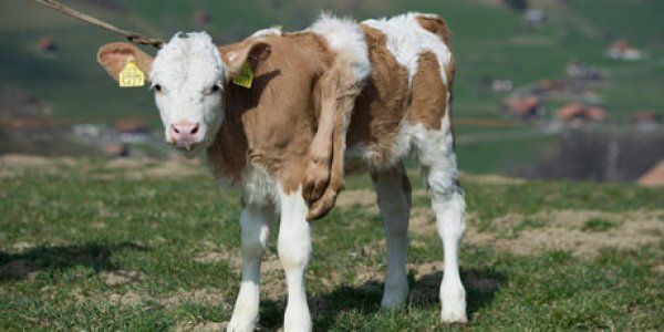 Adorable Abomination Of Nature Wins Swiss Hearts