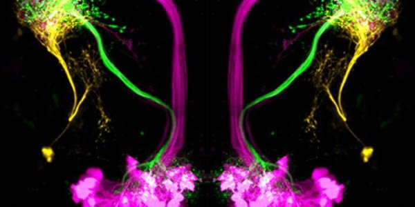 How Your Brain Tells Good Smells From Bad Ones