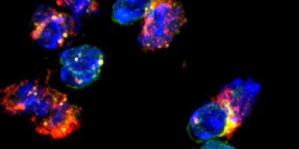 How To Become A Cellular T Follicular Helper