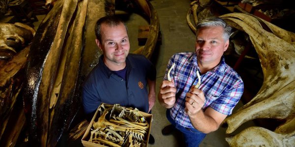 Whale Sex: It's All In The Hips