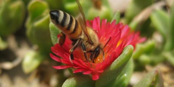 Pollen Makes Honey Bees More Resistant To Pesticides