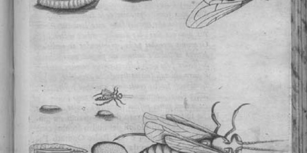 Francesco Redi And The First Science Experiment