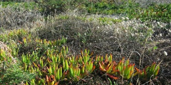 Evolutionary Imbalance: Darwin Was Right About Invasive Species