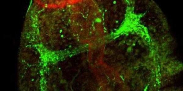 45 Years On: How Serotonin Makes Schistosome Parasites Move