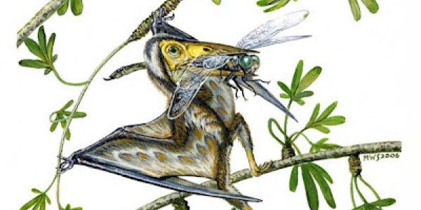 MEDE-SE AOS PALMOS - Nemicolopterus