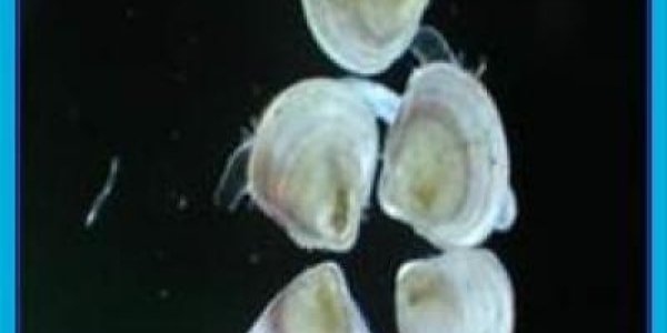 Common  Mosquito Pesticides Don't Jeopardize Juvenile Oysters, Hard Clams