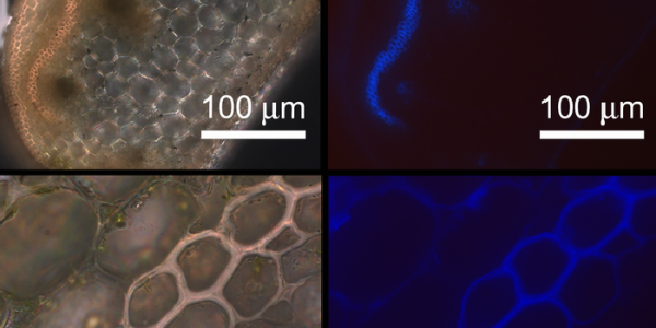 The Mystery Of Cucumber Coiling