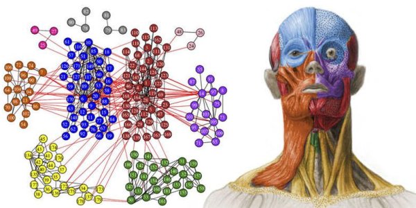 Your Skull: Now An Extended Network Structured In Ten Modules