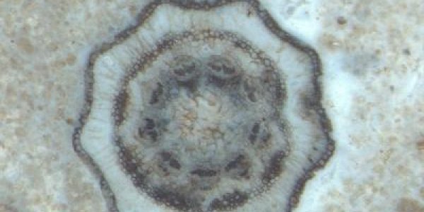 Equisetum - Scouring Rush Is The Oldest Extant Genus Of Land Plant?