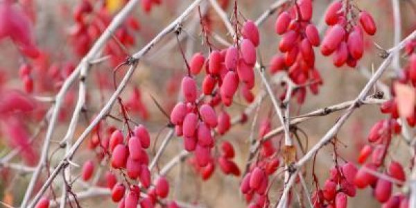 Are Plants More Intelligent Than We Assumed?